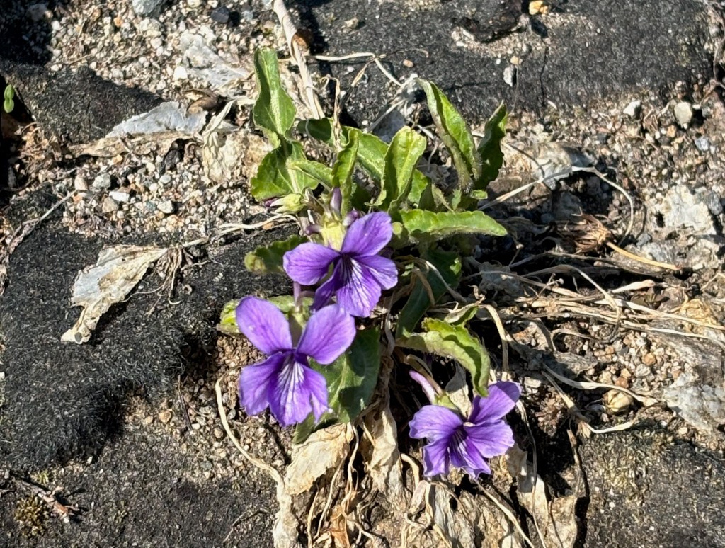 嫉妬の根源を探る-インナーチャイルドとの対話から始める感情の癒し