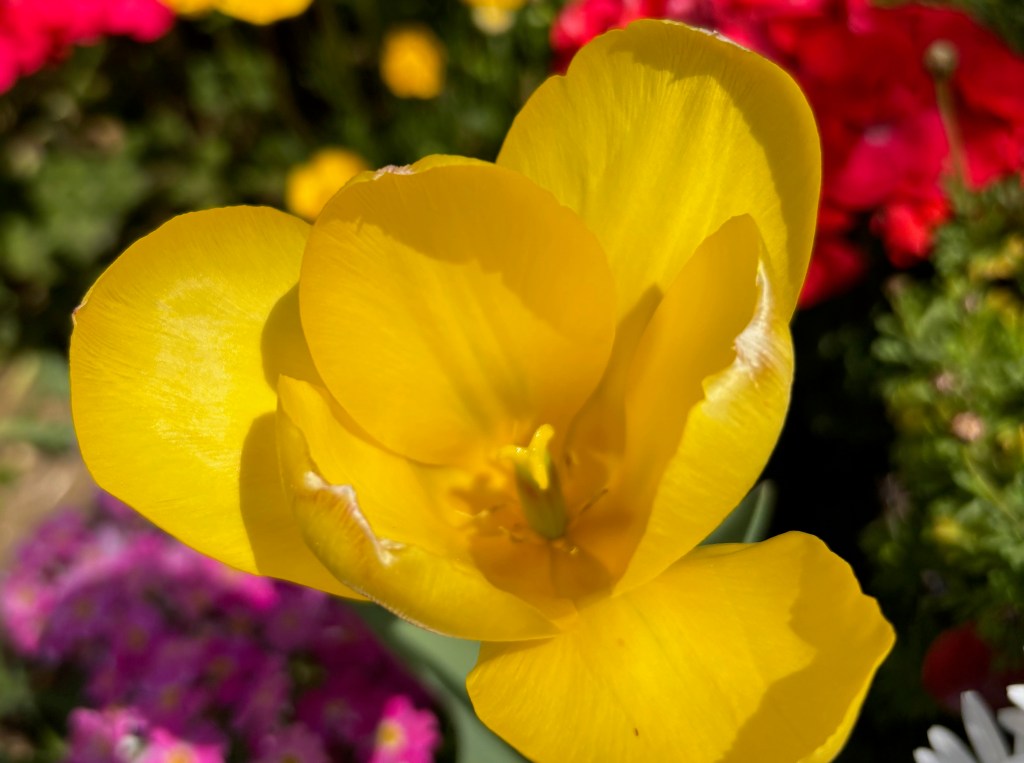 鏡の向こうの私を癒す-外見の劣等感とインナーチャイルドの対話