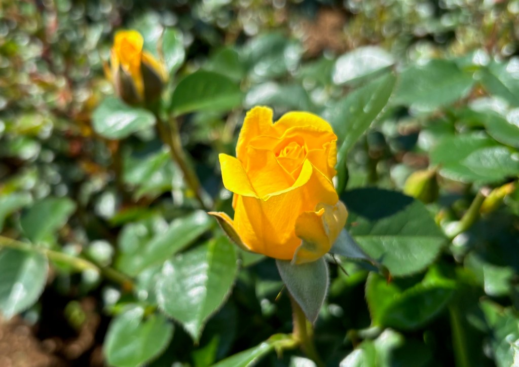 愛という名の支配―『何でも許される』という錯覚の正体