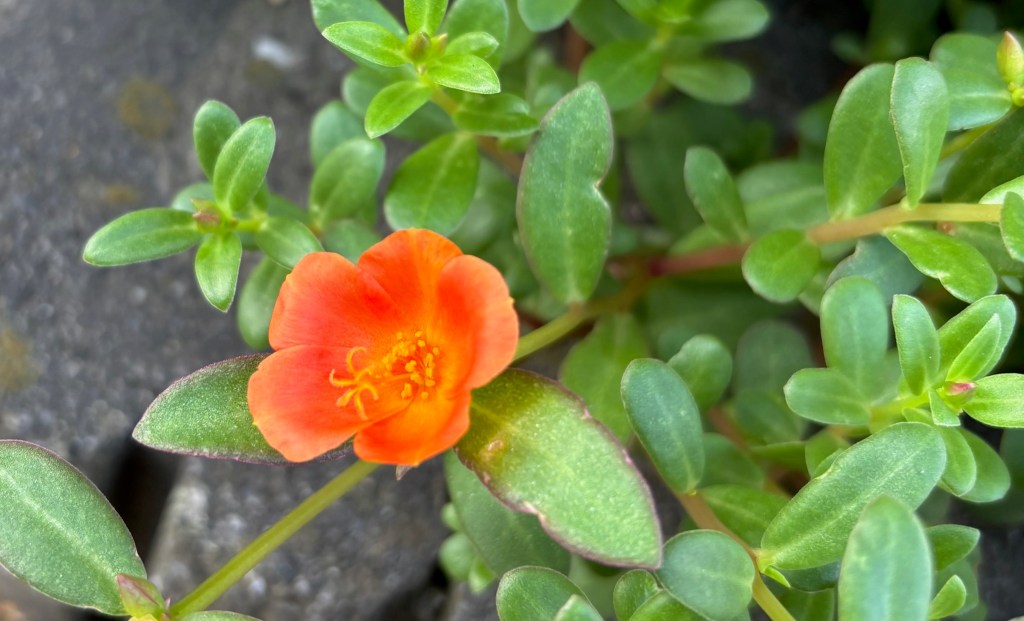 深い人間関係が築けないー表面的なつながりから卒業する