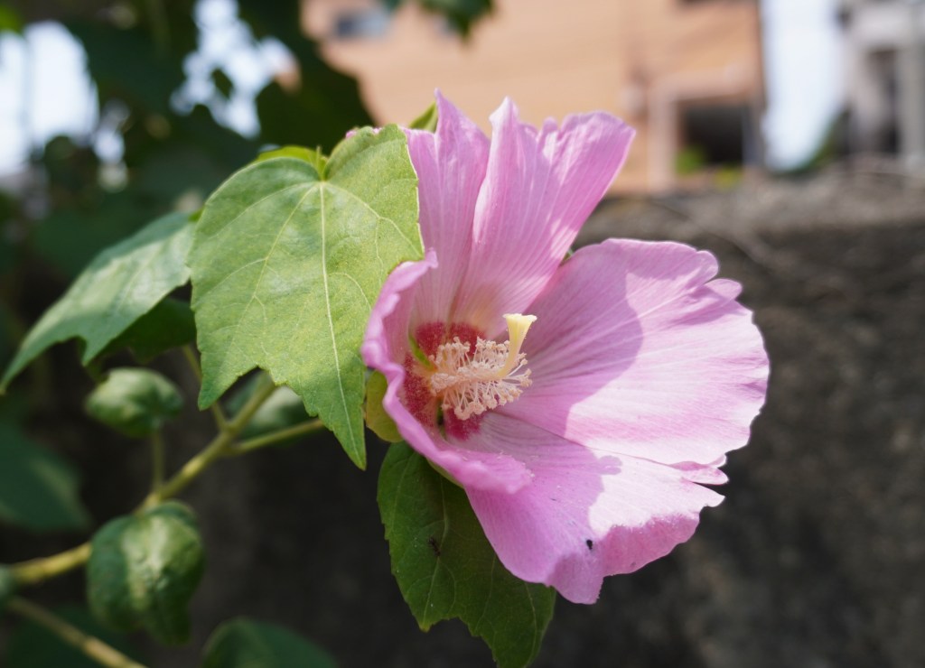 もう頑張りすぎなくていいー親の期待から自由になったとき、あなたに起こる変化