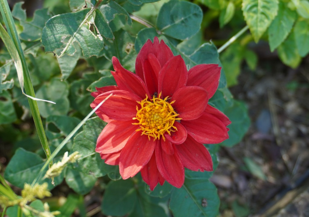 自己否定を強める自己成長と、肯定的な自己成長との違い