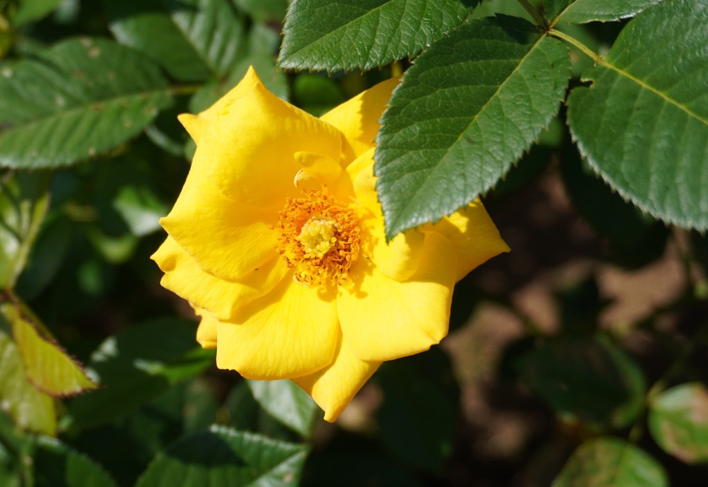 【コラム】歌と体と合唱奉納