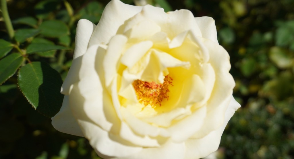 【コラム】ありのまま見る、ありのまま描く