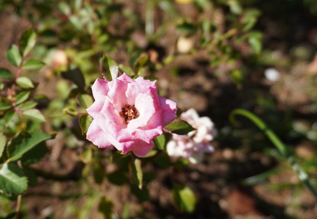 インナーチャイルドとの対話が教えてくれる、本当にやりたいこと