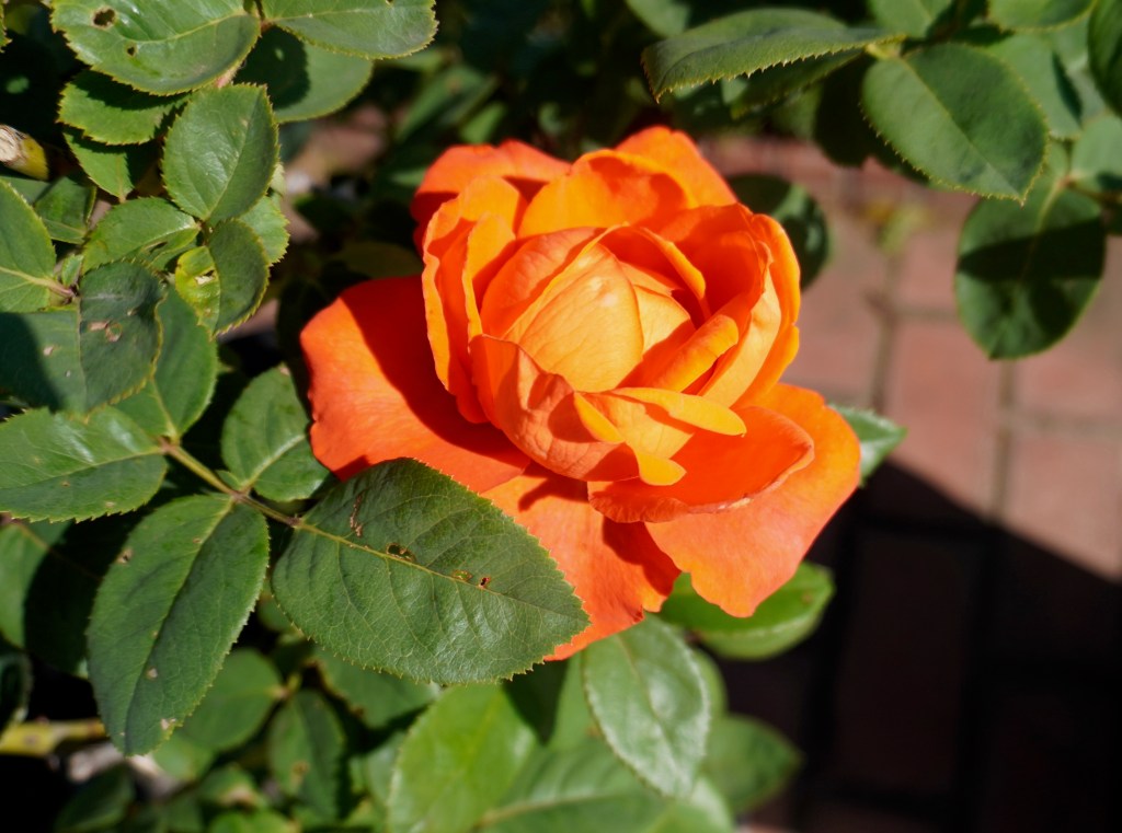 貢献することの喜びを知る