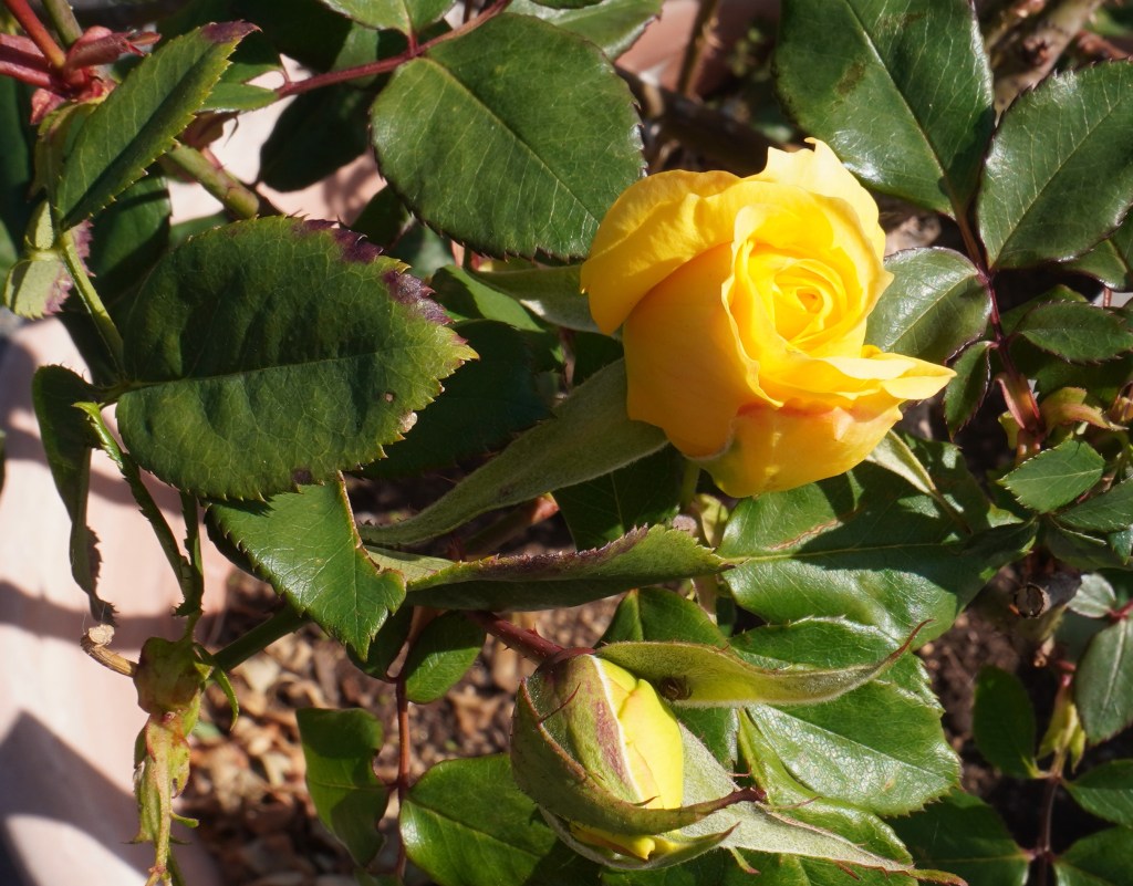 【コラム】冬至と１年の振り返り