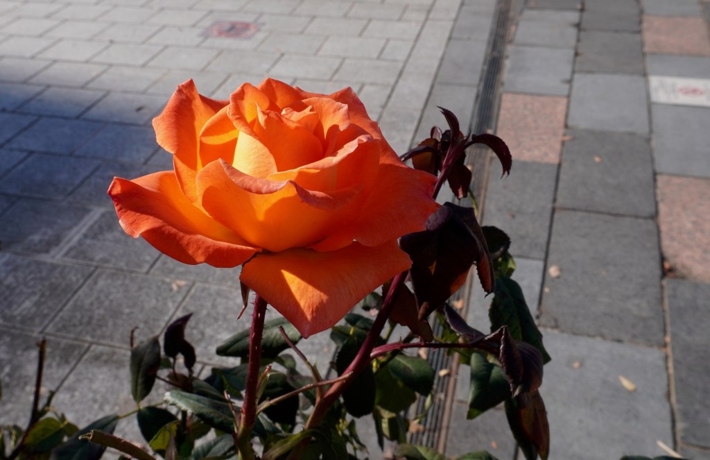 すべての役割に価値があると気付いたとき、人生は悪くないものになる