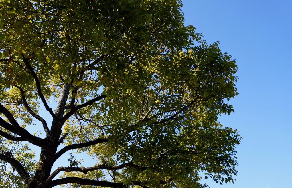 【コラム】頑張りすぎる新年に、お疲れさま。