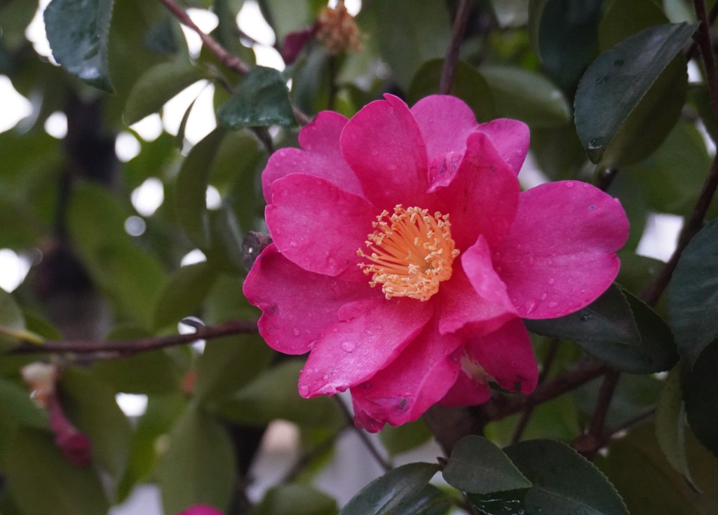 自己否定を自己理解に変える―怖れを超えて、本当の自分と出会うために