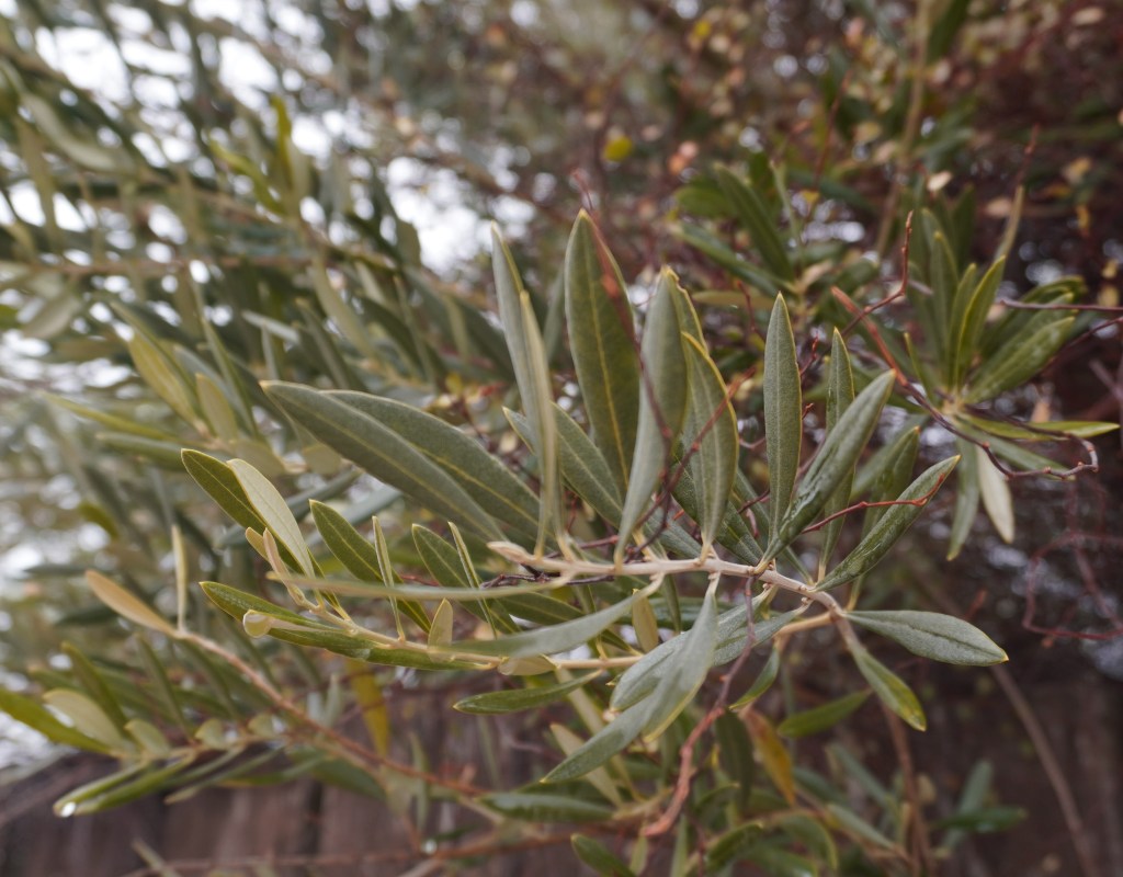 母子癒着が引き起こす問題――「仲が良い」では終わらない影響